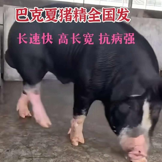 沭阳县原种巴克夏种猪公猪原种雪花肉种猪猪崽猪精巴克夏母猪巴克夏种公