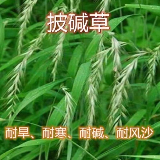 披碱草种子护坡固土草籽抗风沙耐旱耐盐碱耐寒多年生四季牧草种籽