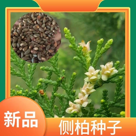 侧柏种子，侧柏树种子扁柏种子散装野生好种种子林木籽四季种植发