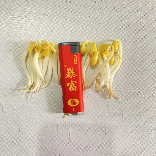 粗菜，口感非常脆