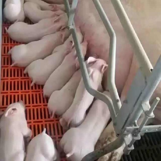 新美系原种大白母猪长白二元约克纯种育肥杜洛克大约克正宗