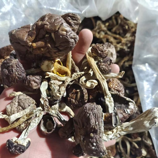 金堂县赤松茸干货