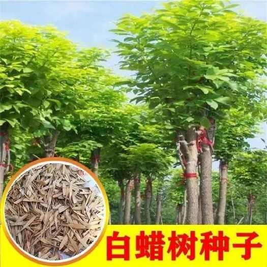 苏州白蜡树种子 园林绿化苗木种子 白腊种子白蜡树 销售各种苗木种