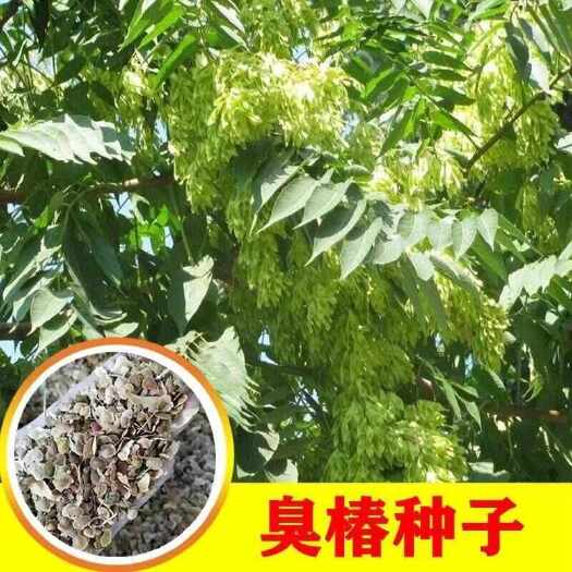 臭椿树种子臭椿籽凤眼草樗树子臭椿种子椿树种子造林树籽林木种子