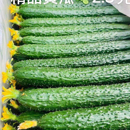 博爱县河南黄瓜，产地直供，价格低。视频看货，线上保障交易。