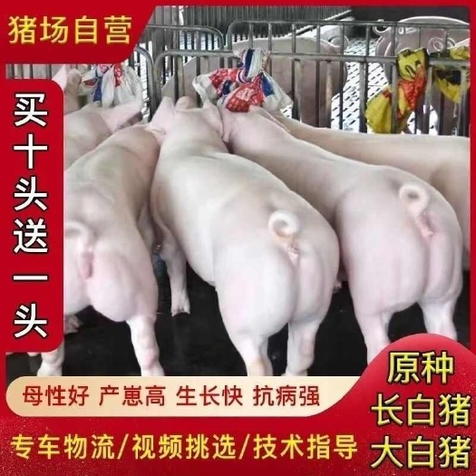 比系大约克种猪长白二元母猪新美系小耳朵大白母猪英系长白育种级