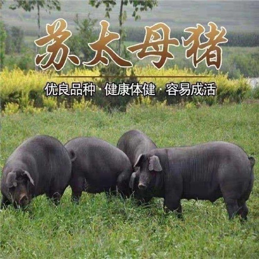 原种苏太母猪大约克公猪太湖母猪活体包邮高产怀孕苏太母猪好饲养