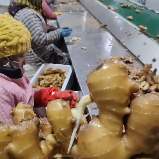 桃江县湖南小黄姜，大黄姜生姜产地批发一手货源充足
