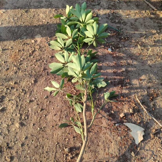 昆明鸭脚木大袋80-1米高