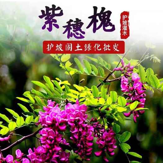 苏州紫穗槐种子，护坡工程专用灌木种子多年生四季棉槐紫翠槐蜜源种籽