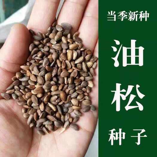油松种子短叶马尾松四季常青耐寒耐旱乔木行道树绿化观赏松树种籽