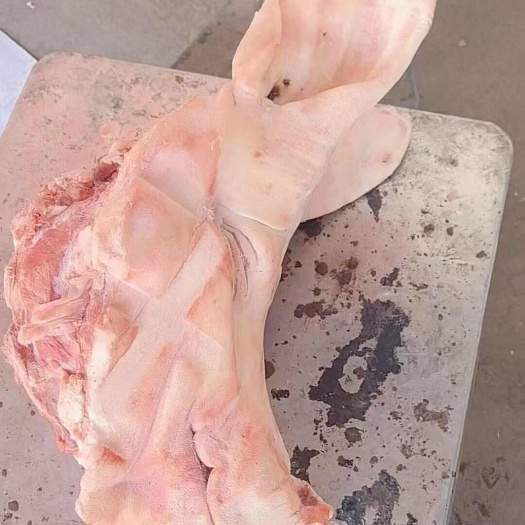 商丘后备猪头