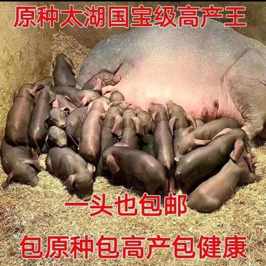 正宗纯种太湖高产母猪猪仔梅山一代正品一头二花脸公猪原种包邮