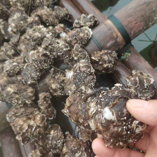 广西钦州市茅尾海天然靓蚝，有前年，去年靓货，欢迎各位老板联系