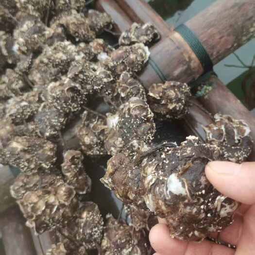 钦州广西钦州市茅尾海天然靓蚝，有前年，去年靓货，欢迎各位老板联系