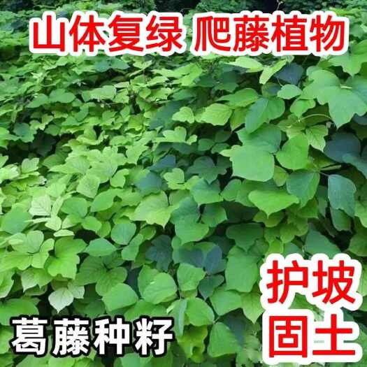 苏州葛藤种子葛根爬山虎牵牛花油麻藤山边坡矿区绿化护坡爬藤植物种籽
