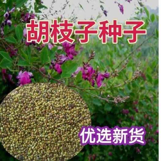 苏州胡枝子种子萩胡枝条扫皮耐干旱水土保持多年生长固土护坡饲用牧草