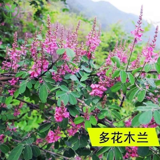多花木兰新种护坡灌木蜜源植物花种固土荒山复绿灌木树籽四季耐寒