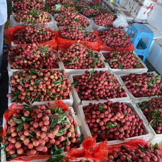 高州市白糖罂荔枝，桂味荔枝妃子笑荔枝 当季水果 新鲜荔枝 黑叶荔枝
