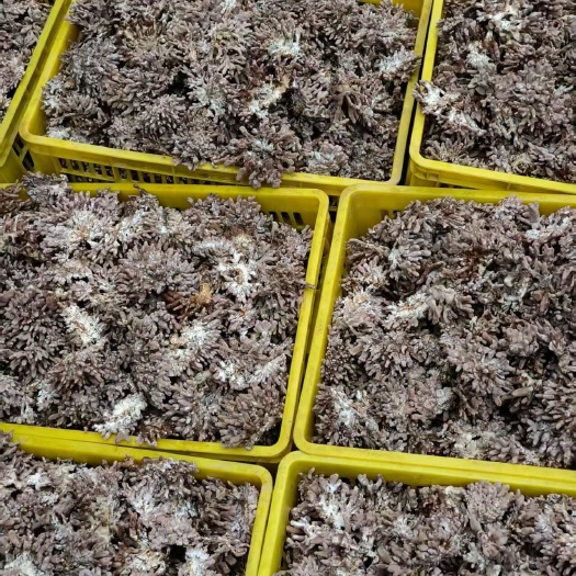 庆元县龙爪菇珊瑚菌