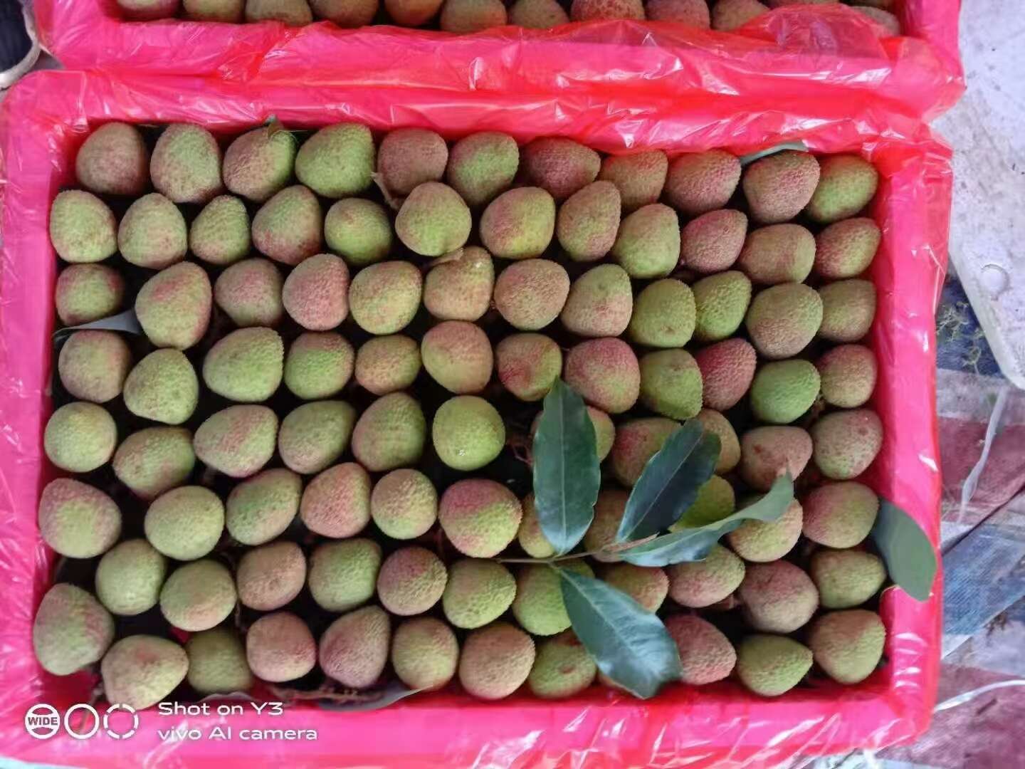海南桂花香荔枝 现摘现发