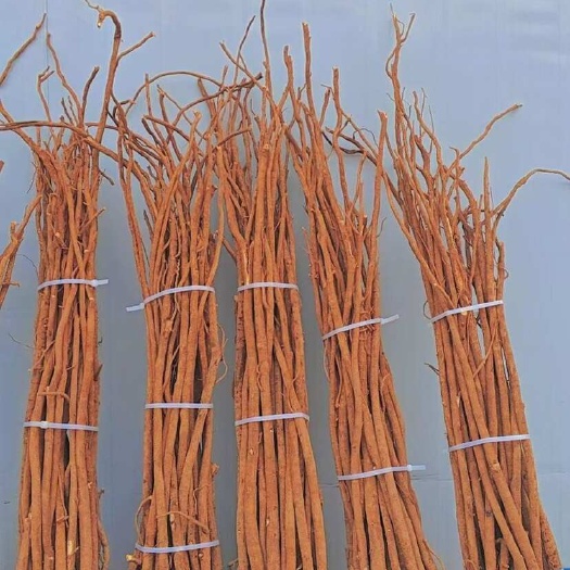 全州县红皮千斤拔人工精选条