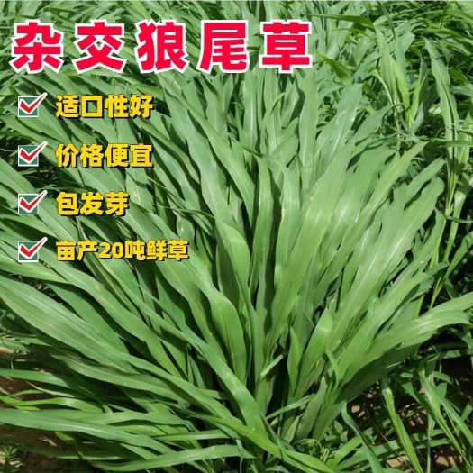 苏州杂交狼尾草种子多年生牧草种籽四季高产耐旱耐寒喂牛羊马草鱼草籽