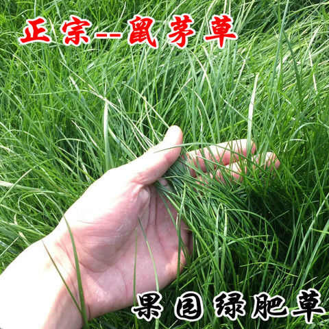 鼠茅草种子正宗果园生草抑制杂草增肥保湿天然绿肥改善果园小气候