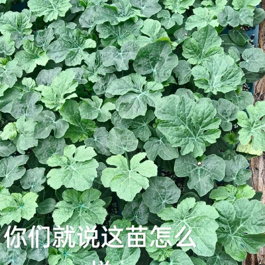 西农八号   8424   大果麒麟   新超人
