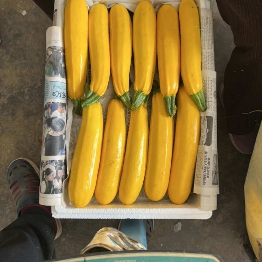 青黄节瓜