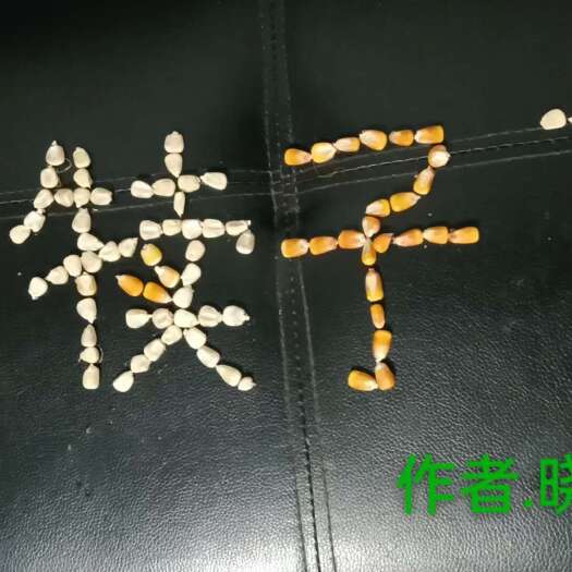 北票市辽宁优质玉米 容重730g/L以上 水分14% 净粮干玉米