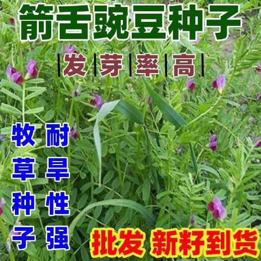 箭筈豌豆种子果园绿肥毛苕子草固土护坡农田肥田草田园养殖牧草籽