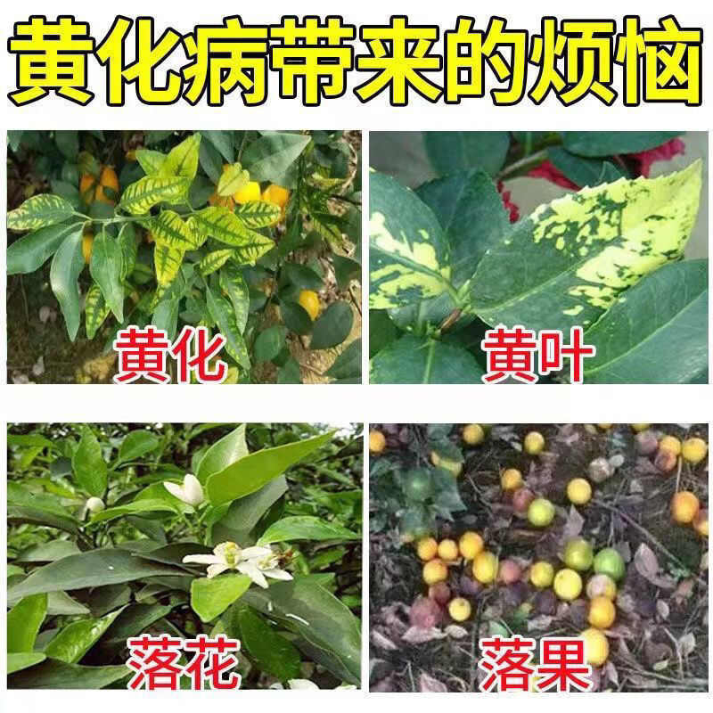 黄化病ROS ros黄化病黄化ROS一217溶水无渣不堵针