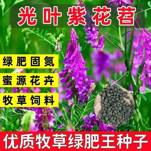 苏州光叶紫花苕种子果园绿肥种籽毛苕子长柔毛野豌豆牧草种子耐寒蜜源