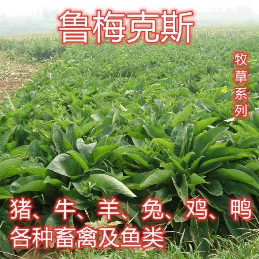 鲁梅克斯种子，俄罗斯饲料菜多年生牧草种籽猪牛羊鸡鸭鹅种子批发