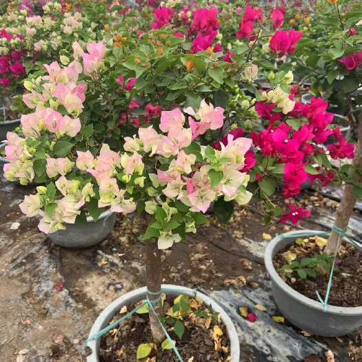 漳州漳州龙海多色三角梅灌木苗木花草批发零售