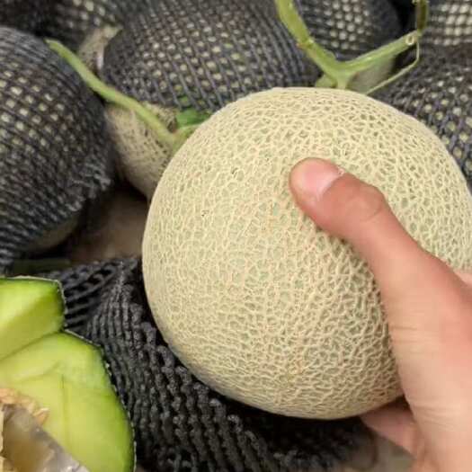 莘县哈密瓜