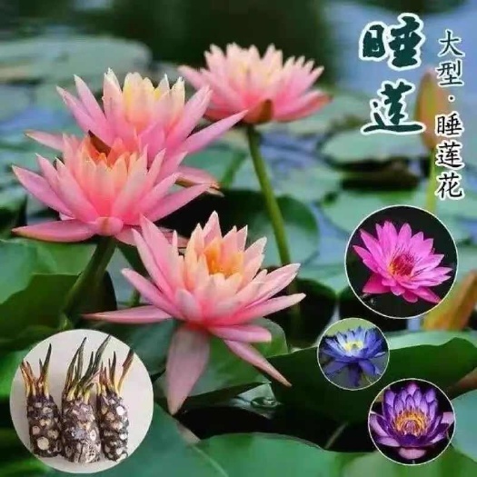 睡莲根块，水培植物水生根大睡莲花根茎四季开花卉池塘水池水生植