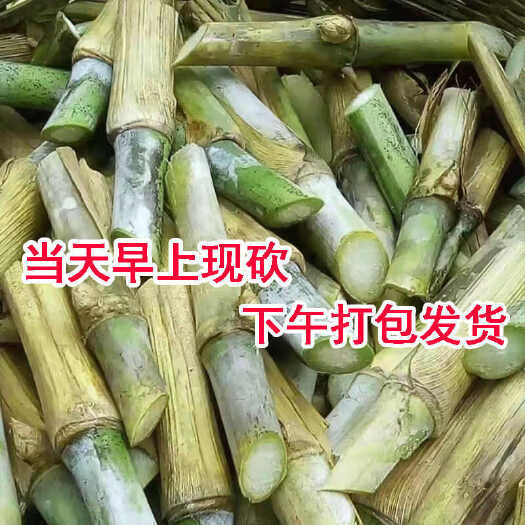 苏州甜象草3号牧草王种节新型皇竹草优质种节苣菌草中华粮草红象草种