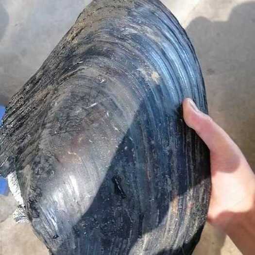 怀远县魅力珠城，蚌埠河蚌，个大肉厚