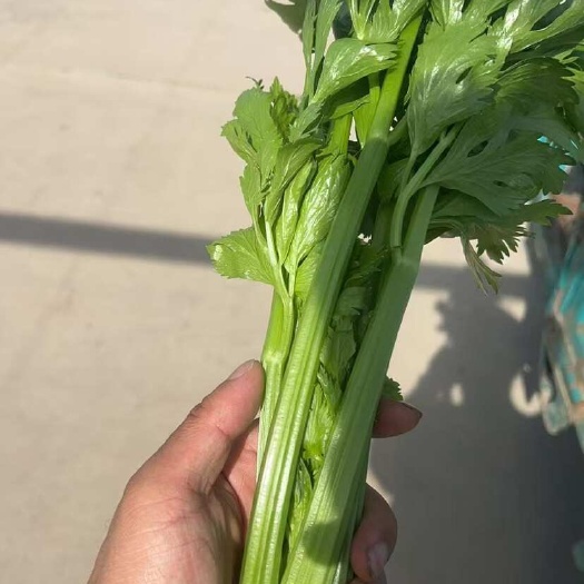上海上海嘉定新鲜直供西芹蔬菜叶菜类批发零售