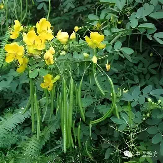 邳州市决明子草决明子种子种植