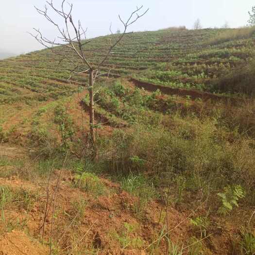 山地，可以种药材，油茶，树木