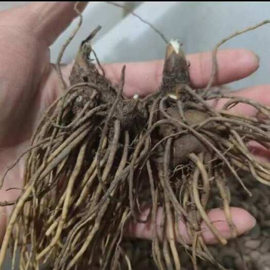 抚顺县新产苍术种苗纯新北朱砂点苍术种苗中药材指导种植