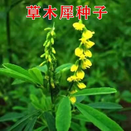 草木犀种籽果园绿肥蜜源牧草固土护坡牧草种子牲畜牧草草木犀种子