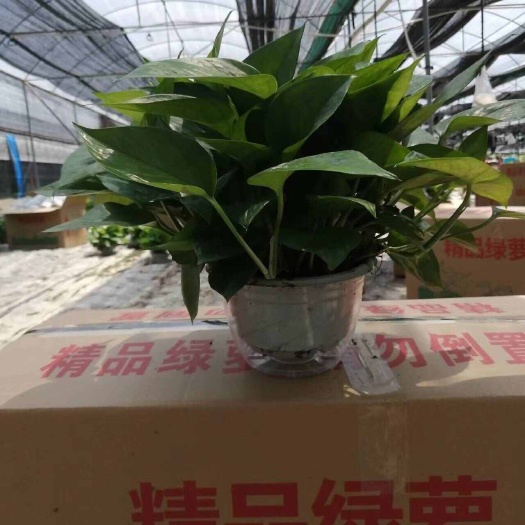 佛山优惠180 绿萝，亏本大甩卖！