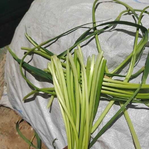 虞城县蒜苔这两天可以滴了，有没有来收的可以联系