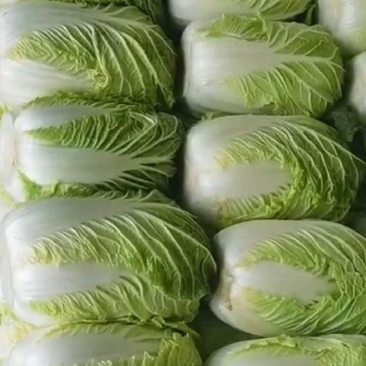 定边县精品黄心白菜