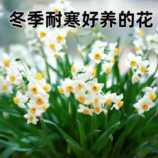 洋水仙种球盆栽 花卉绿植 水培植物 水仙花 耐寒室内水培绿植