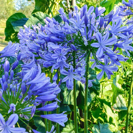 百子莲，根茎多年生爱情花种球四季种植庭院阳台植物耐热百合花卉